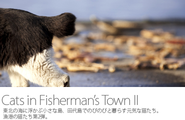 Cats in Fisherman's Town II 田代島の猫たち2